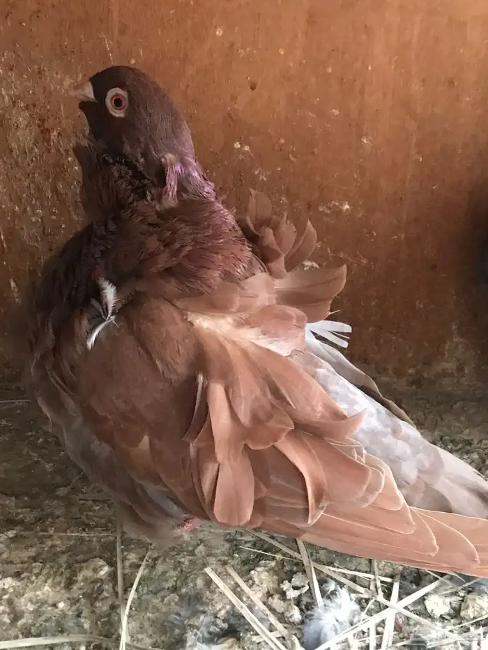 3 ازواج كشكش مستوى توب 11