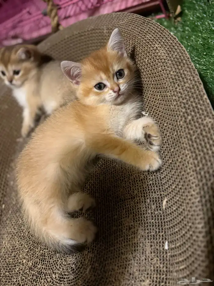 قط برتش للبيع انثى 2