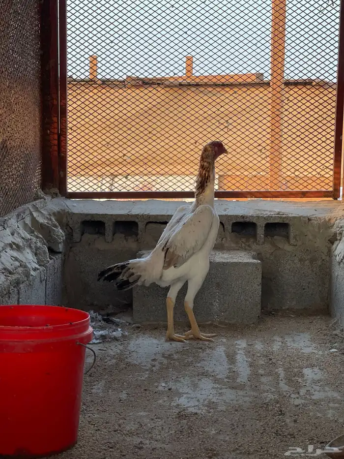 شامو ياباني فاخر 1