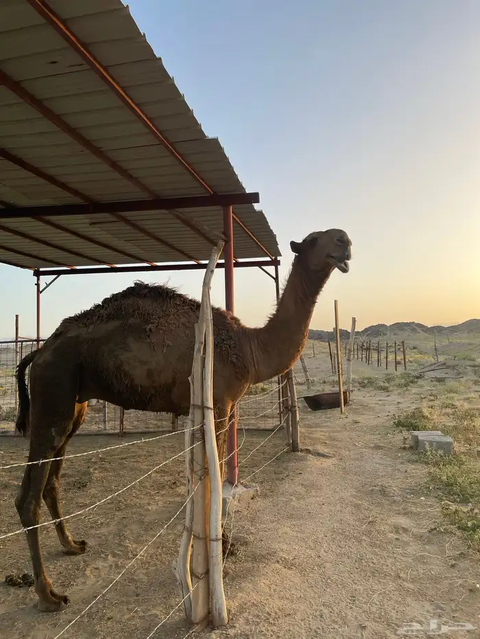 قعود اصفر رماني كفوو 2