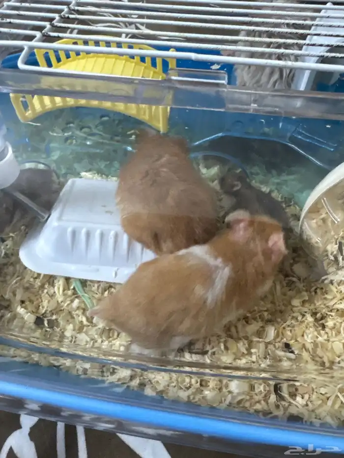 هامستر3كبير وسته صغير 1