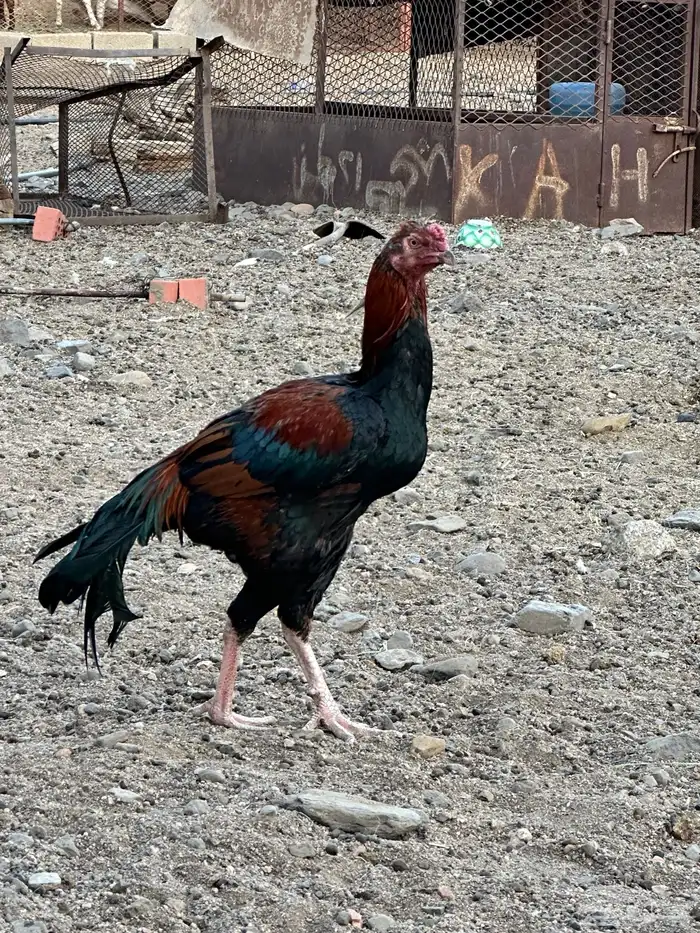 ديوك باكستاني سندي الوان جميلة 5