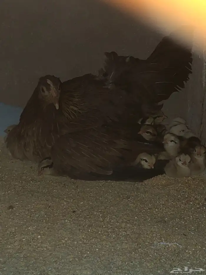 دجاجه ترثه دبسي 2