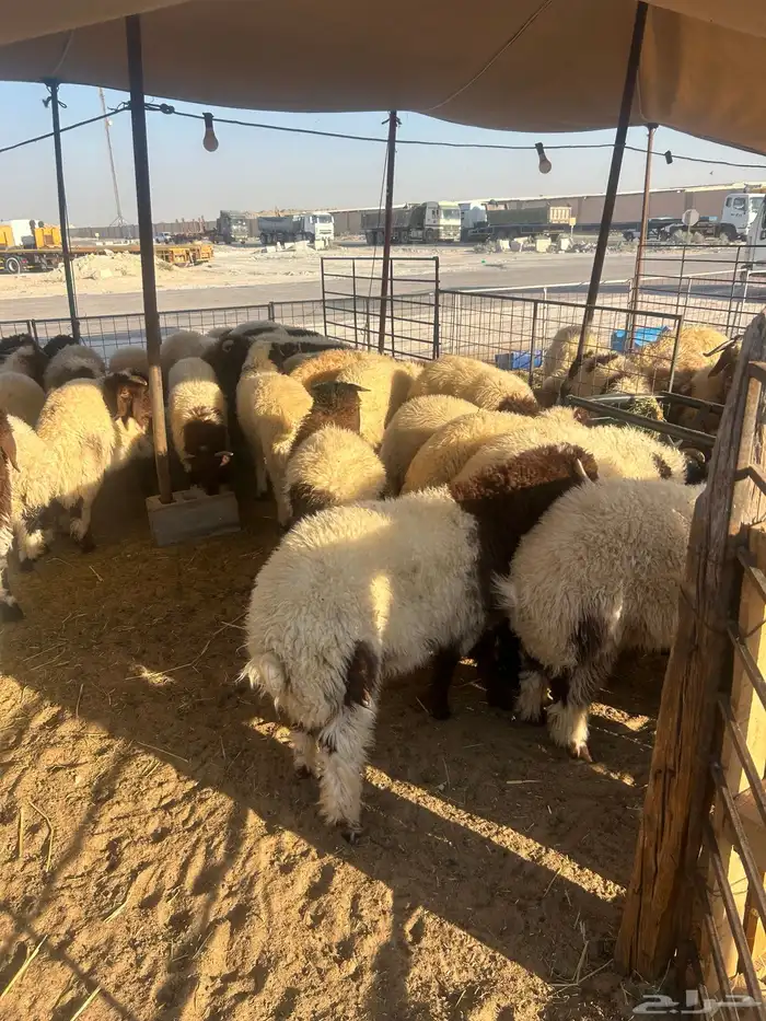 نعيم جبر ووسط وهرافي وحريات جبر ووسط وهرافي 16