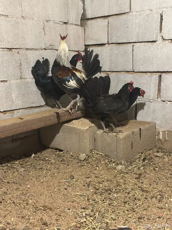 دجاج شوكي افرق تم البيع 1