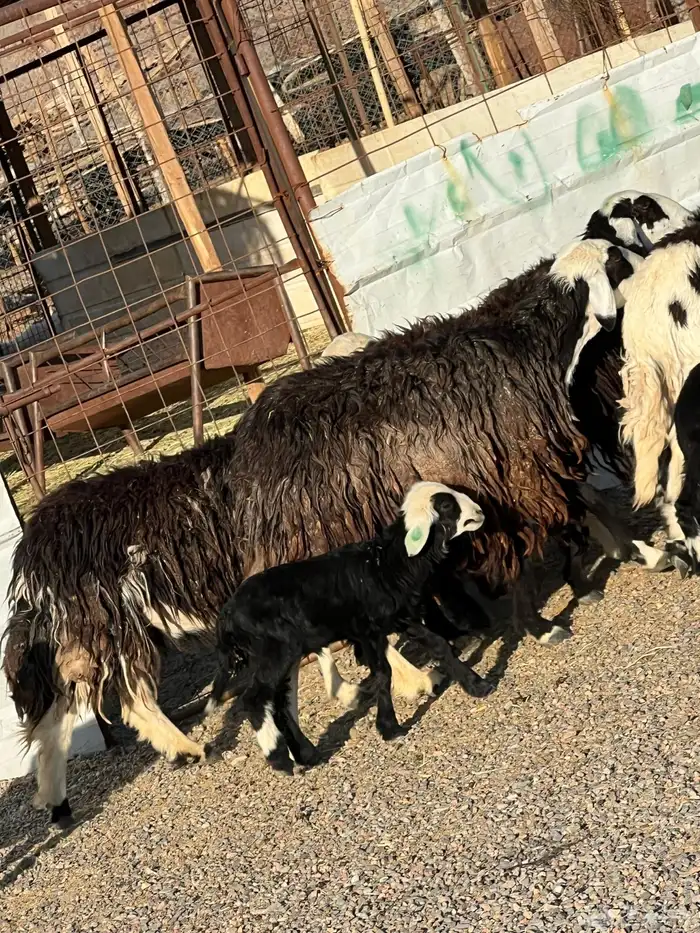 ضان نجد جروم ناهية 10معها 5 22