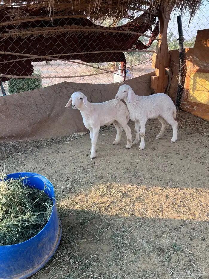 خروف ورخل حرية مغلقة شحم 0