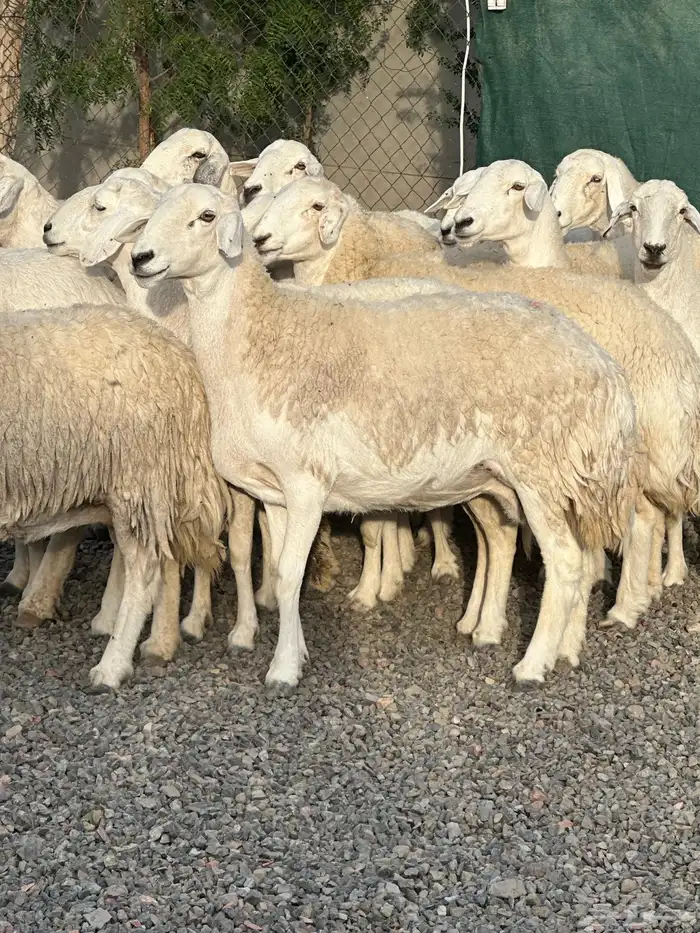 ضان حريات حرش صنف الصنف 51