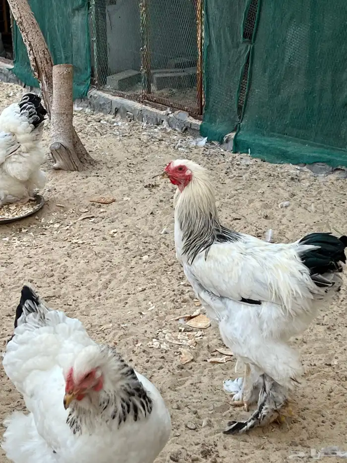 للبيع مجموعة من الدجاج و الديوك برهما كولمبي اصلي 1
