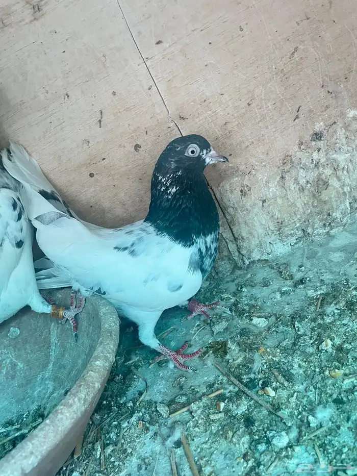 حمام بكستاني تيدي زوج 2