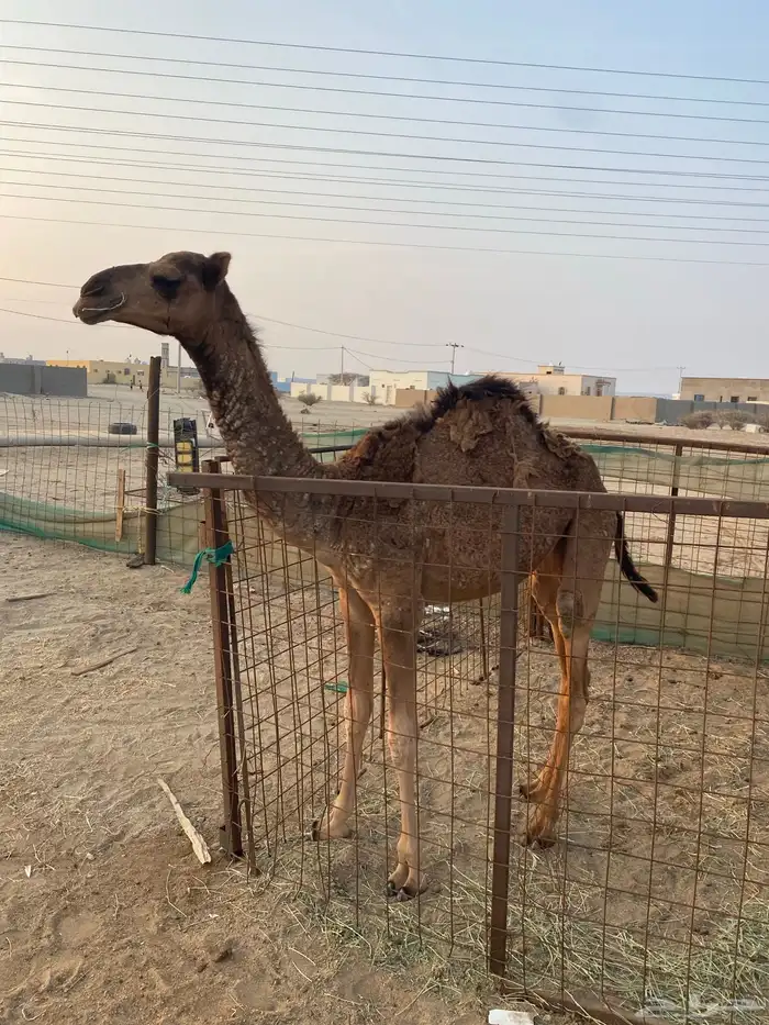 بكره للبيع سنه 1