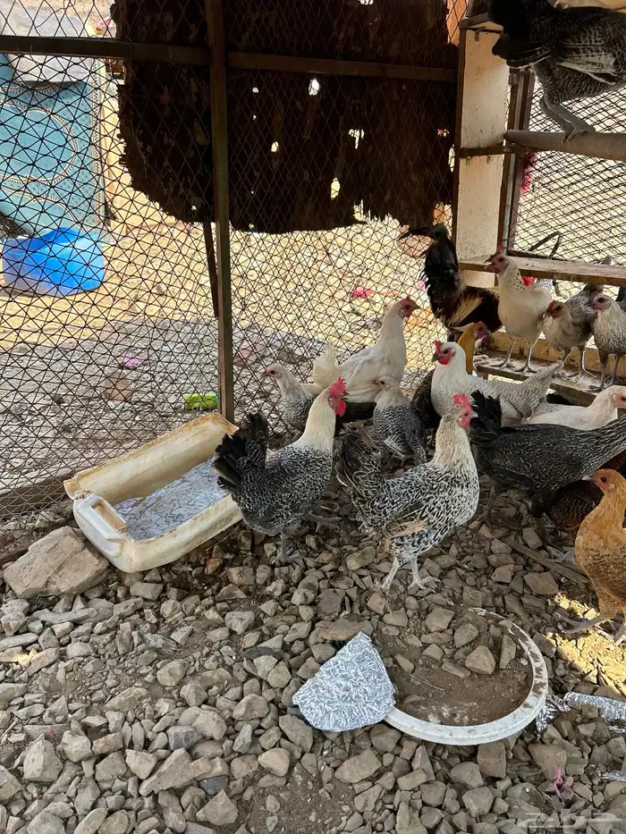 دجاج بلدي بياض 2