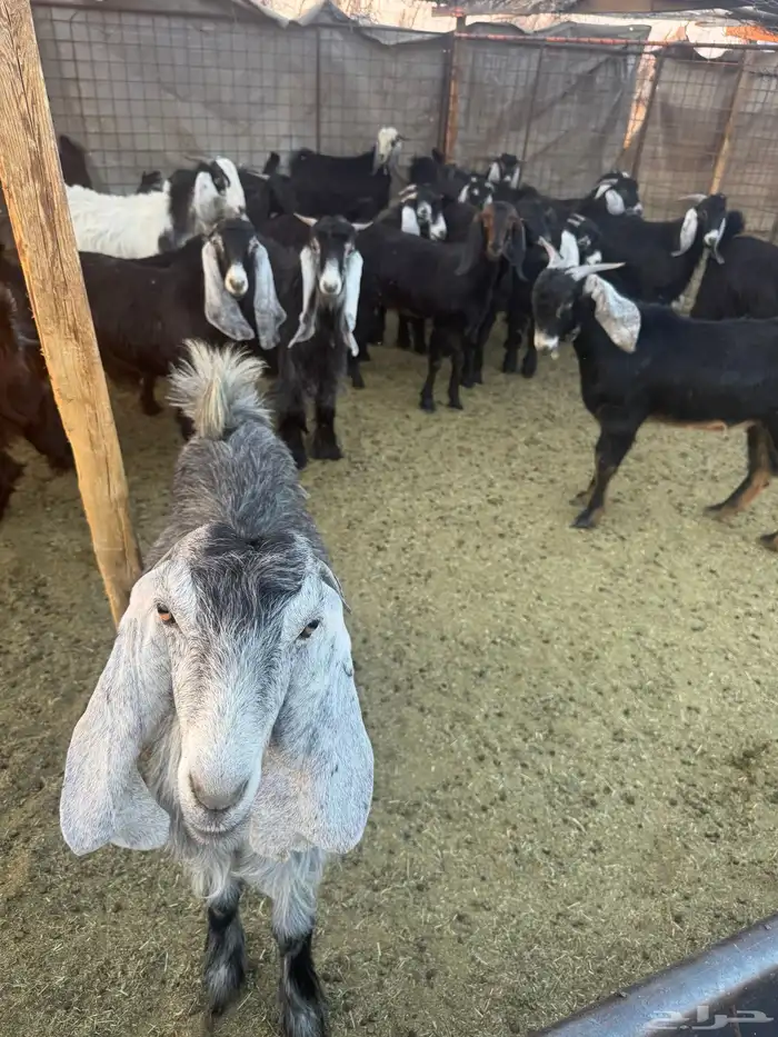 تيوس وجفار للبيع 11