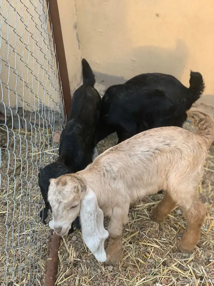 تيوس دواغير 0