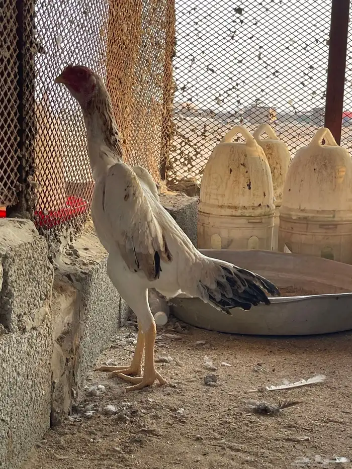 شامو ياباني فاخر 0