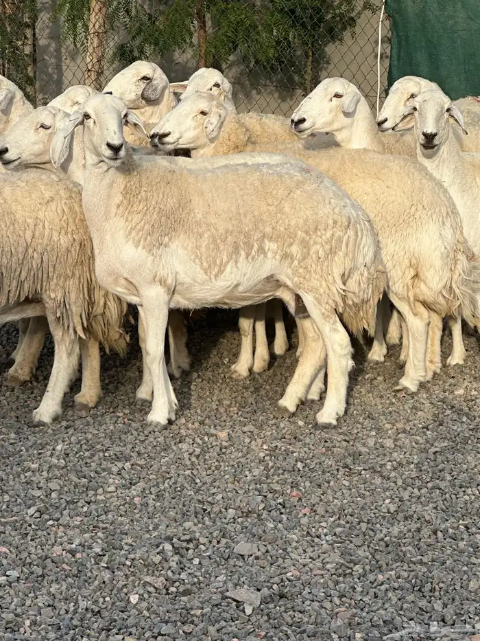 ضان حريات حرش صنف الصنف 2