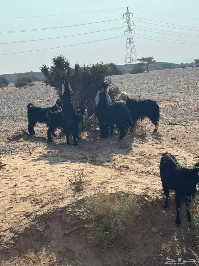 معزا مراح للبيع 6