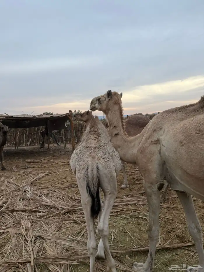 حاشي لباني 1