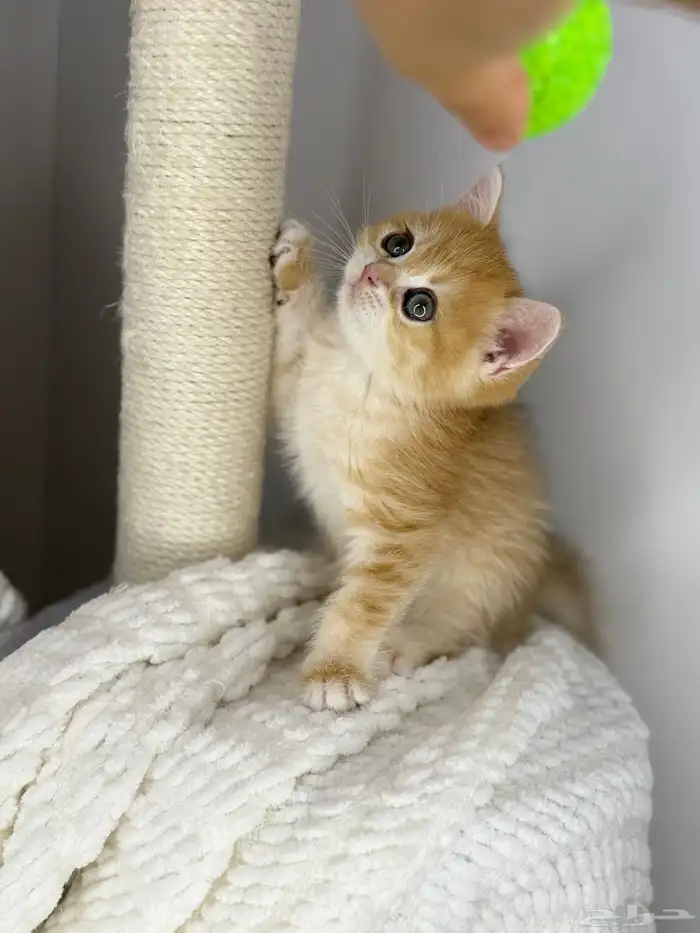 سكوتش قولد بيور 4