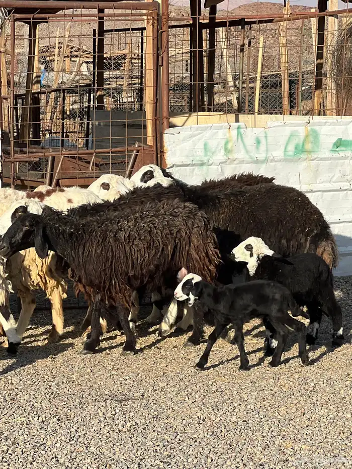 ضان نجد جروم ناهية 10معها 5 7