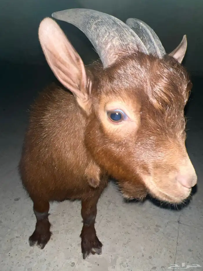 ماعز قزم للبيع 0