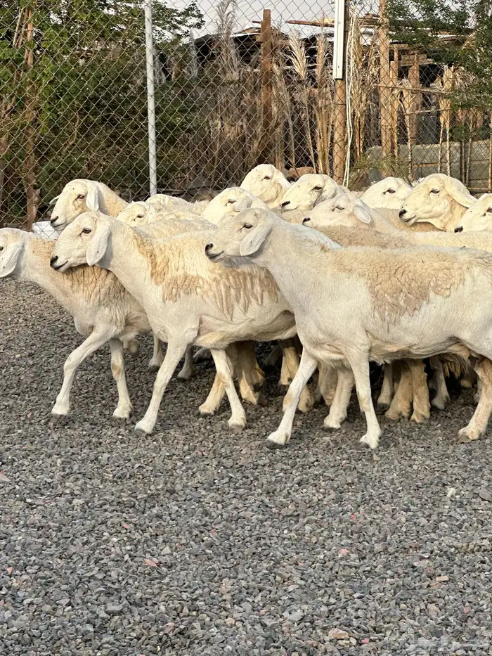 ضان حريات حرش صنف الصنف 36