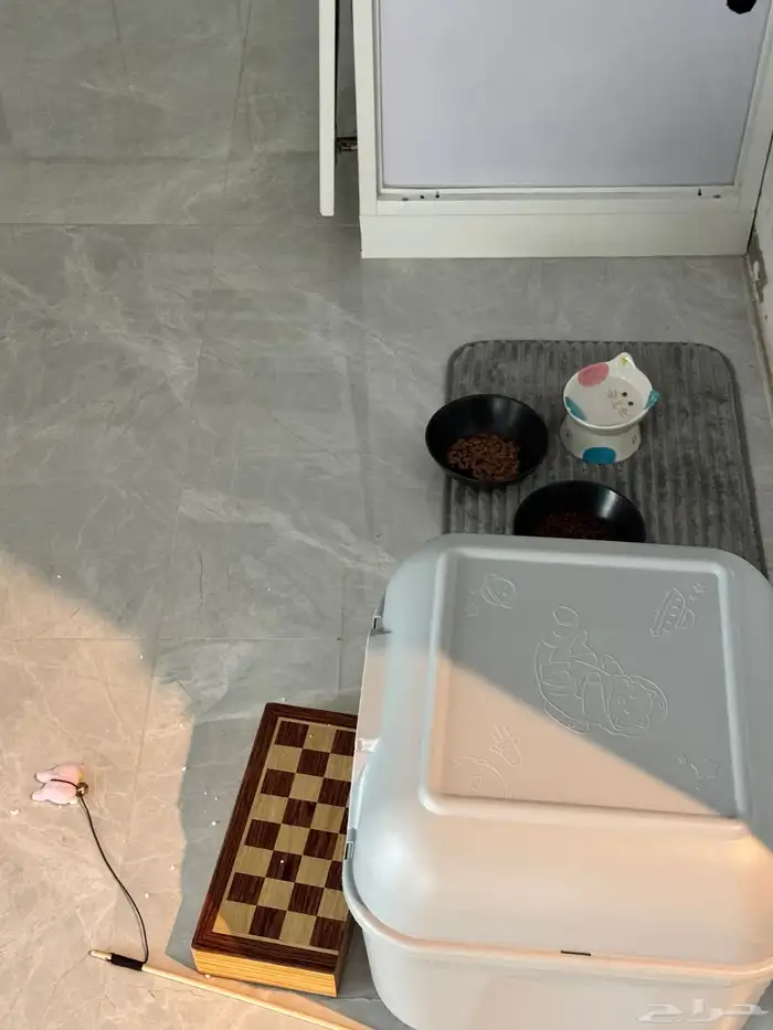 سكوتش فولد كتن شهرين ذكر 1