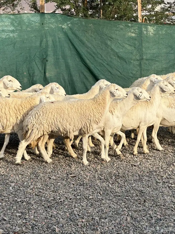 ضان حريات حرش صنف الصنف 61