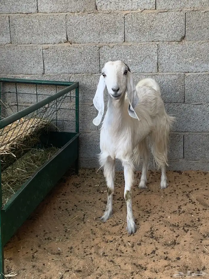 للبيع عنز ( دافع ) سنهاا (رباع) 1