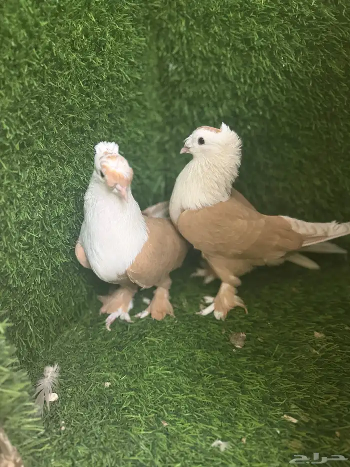 مجموعة ذكور زينه 16