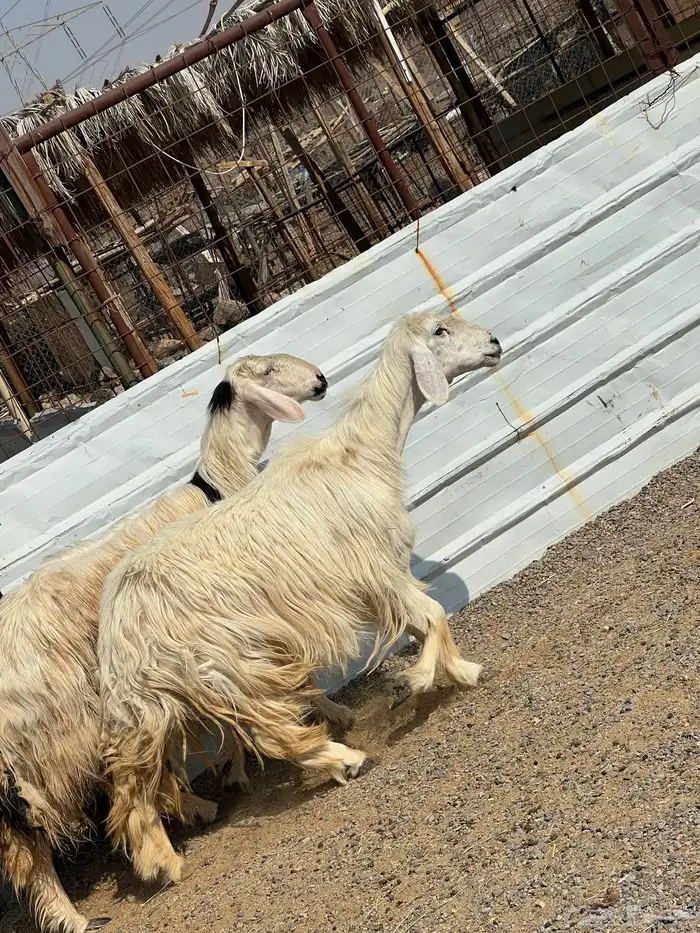 ضان عيسيات صنف الصنف جروم ناهيه 1