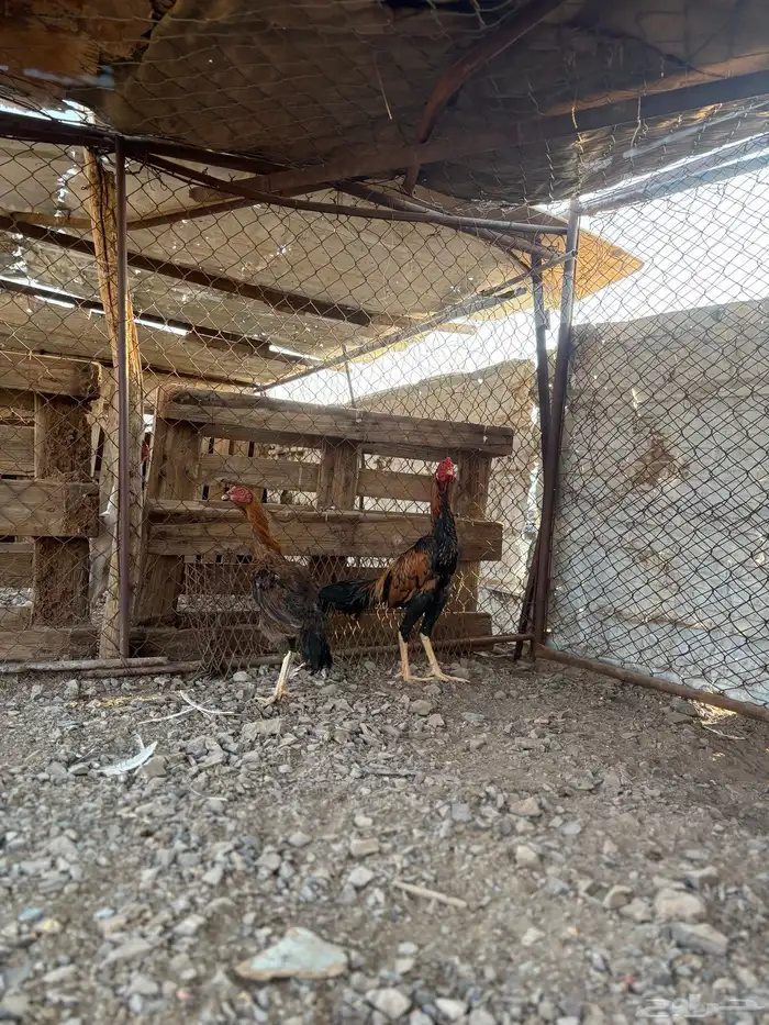 دجاج باكستاني 2