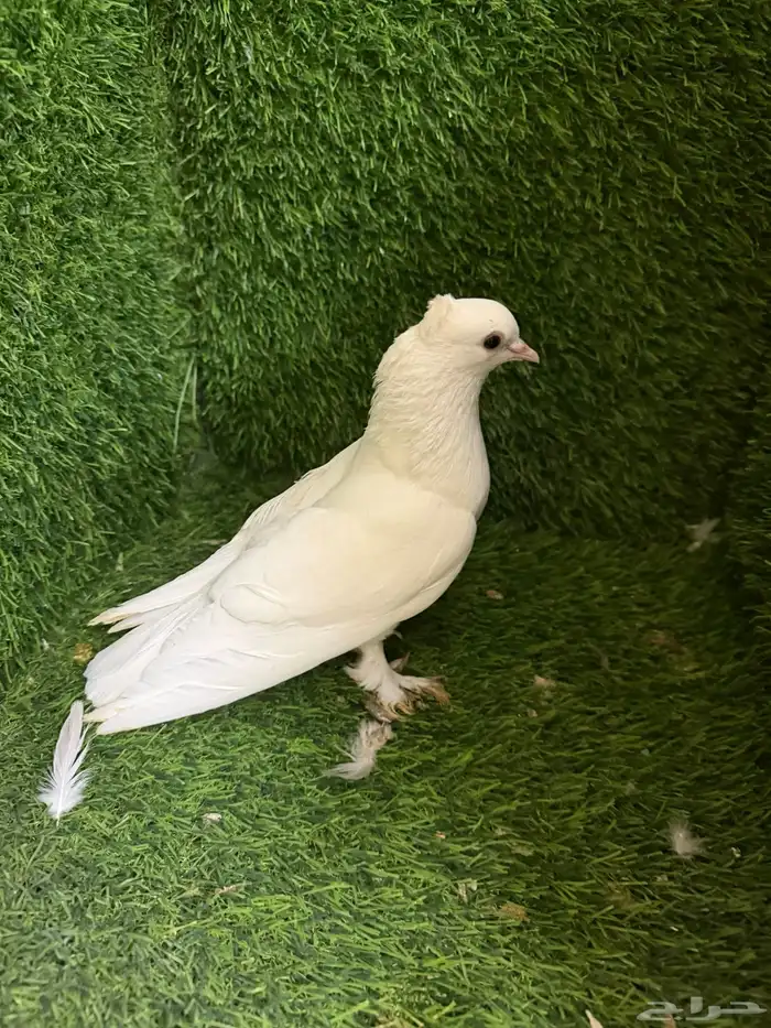 مجموعة ذكور زينه 25