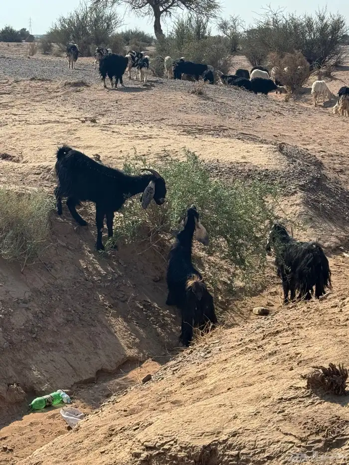 معزا مراح للبيع 3