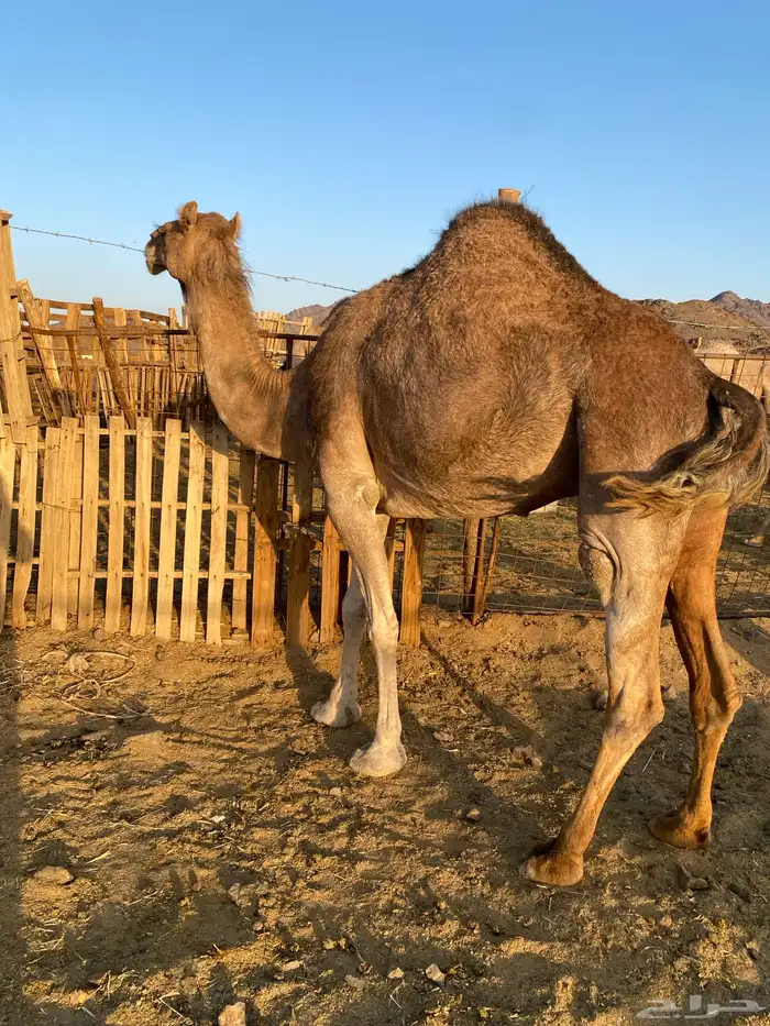 لقحات حمر. وحده ملاقي نياق مقنوي الحد من5800 0