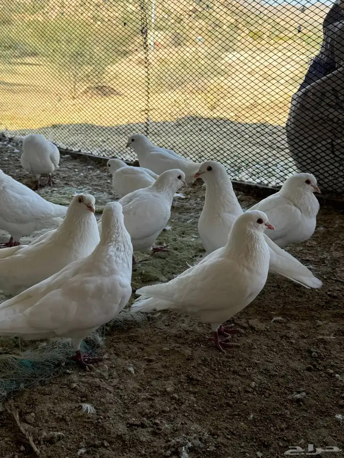 حمام فرنسي سوبر جامبو 0