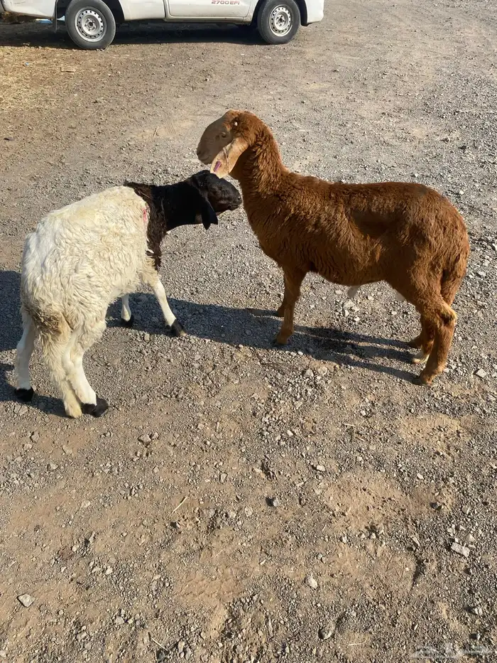 طليان سواكن مرابي 0