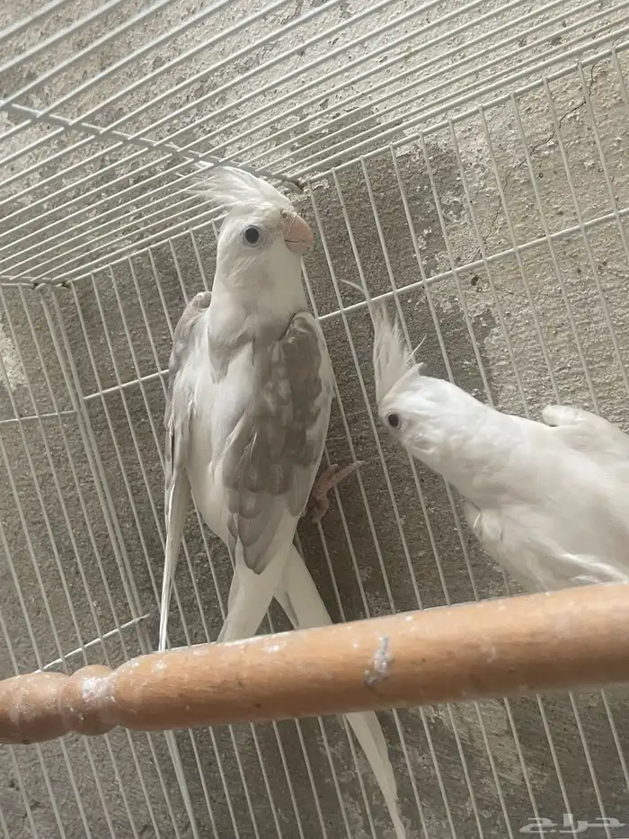 ذكور كروان 3