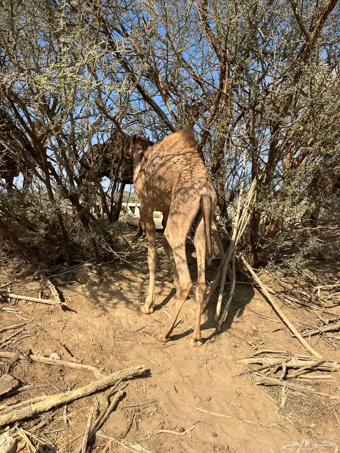 للبيع قعود ع حليب 2