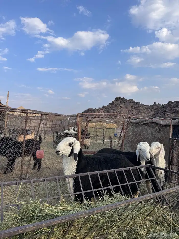 خرفان جبره 0