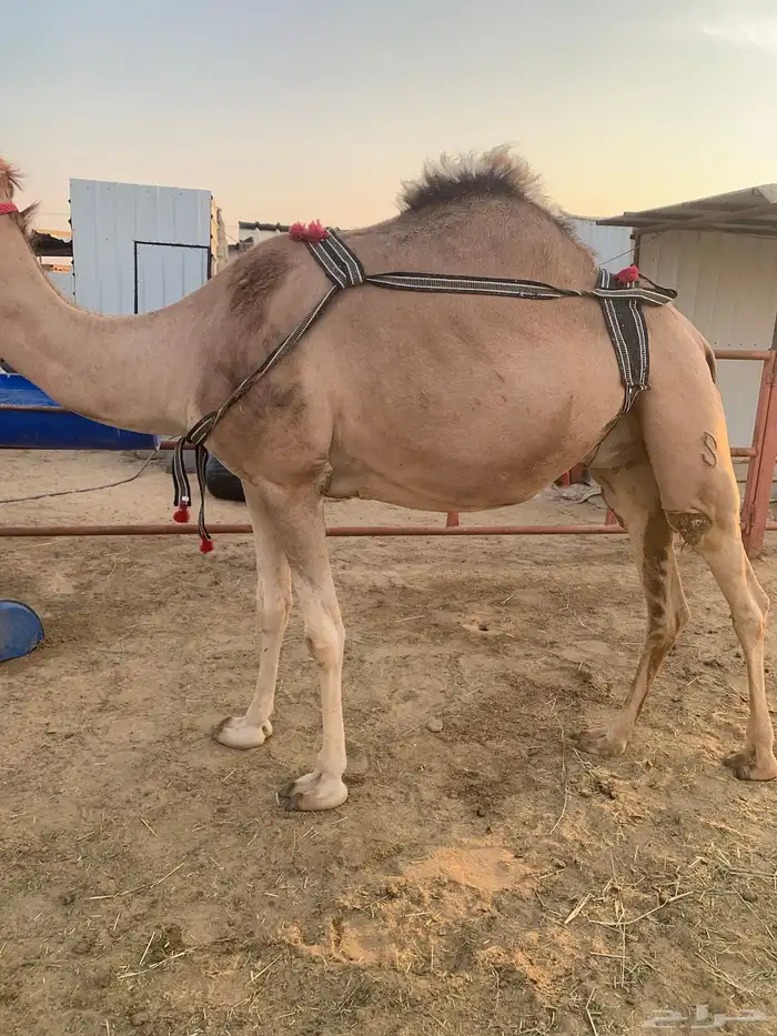 مهجنه لقحة ثنيه 2