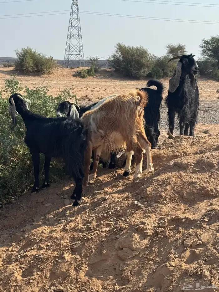 معزا مراح للبيع 1