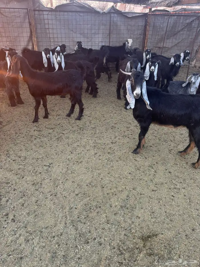 تيوس وجفار للبيع 10