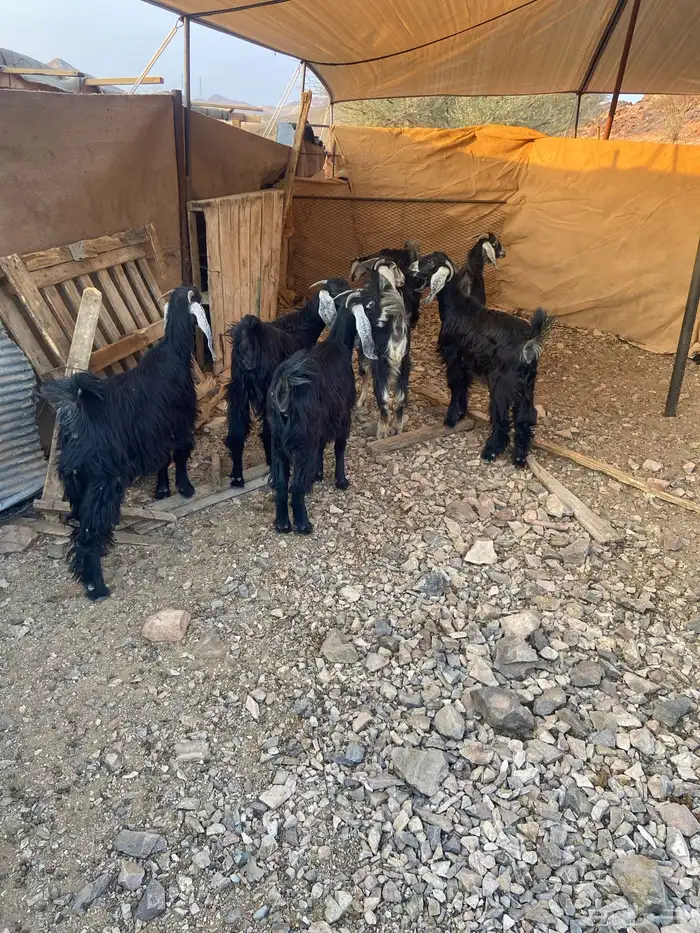 جفرات مقاني 1