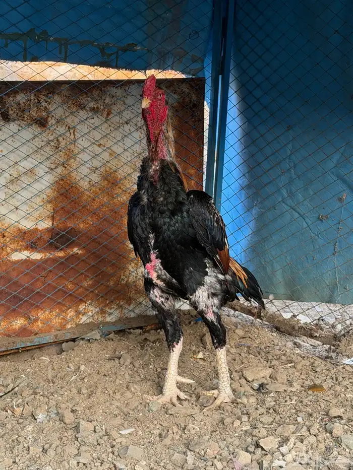 شامو ياباني 1