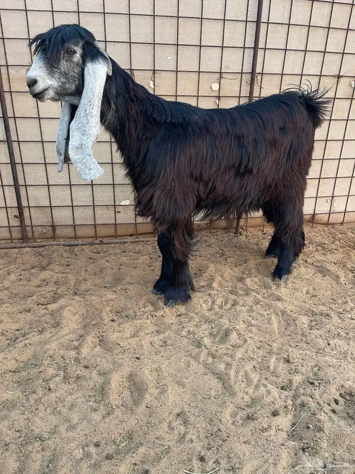 عرض بيع جذعات عوارض صنف 0