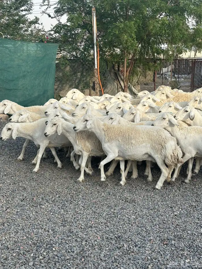 ضان حريات حرش صنف الصنف 17