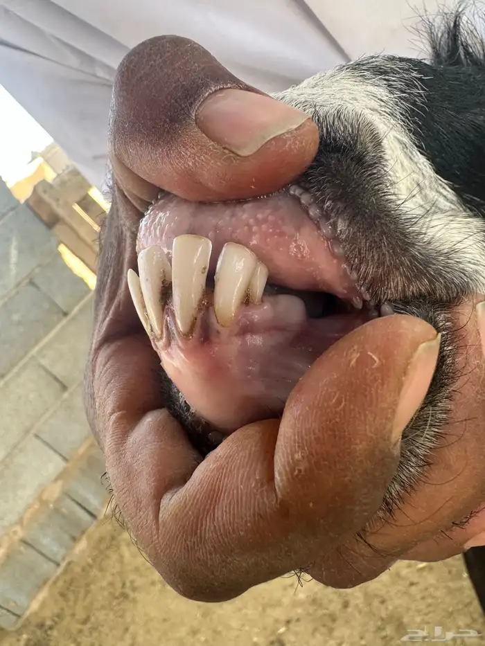 عنز عارضيه رباع حايل تم البيع 1