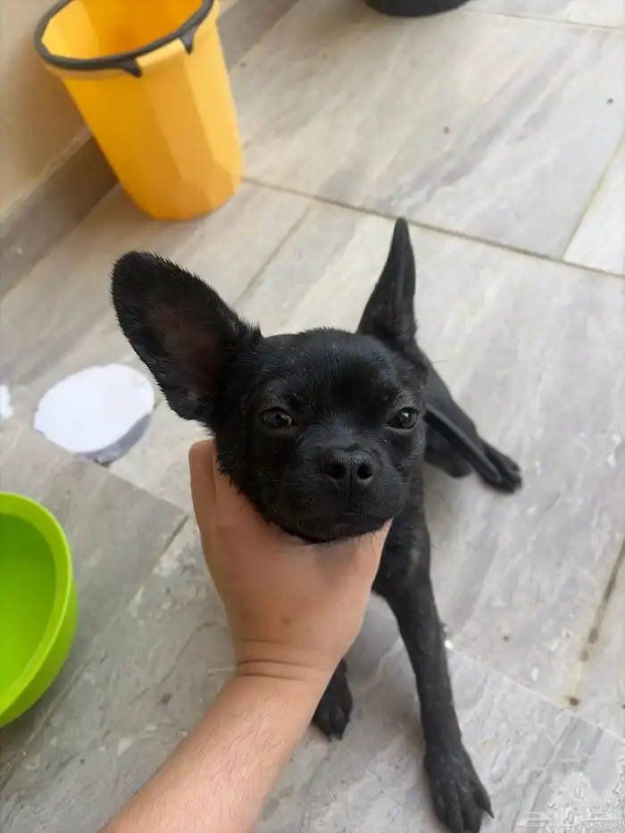 كاب فرنش بول دوق French bulldog 2