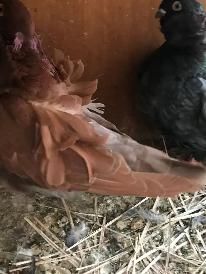 3 ازواج كشكش مستوى توب 12